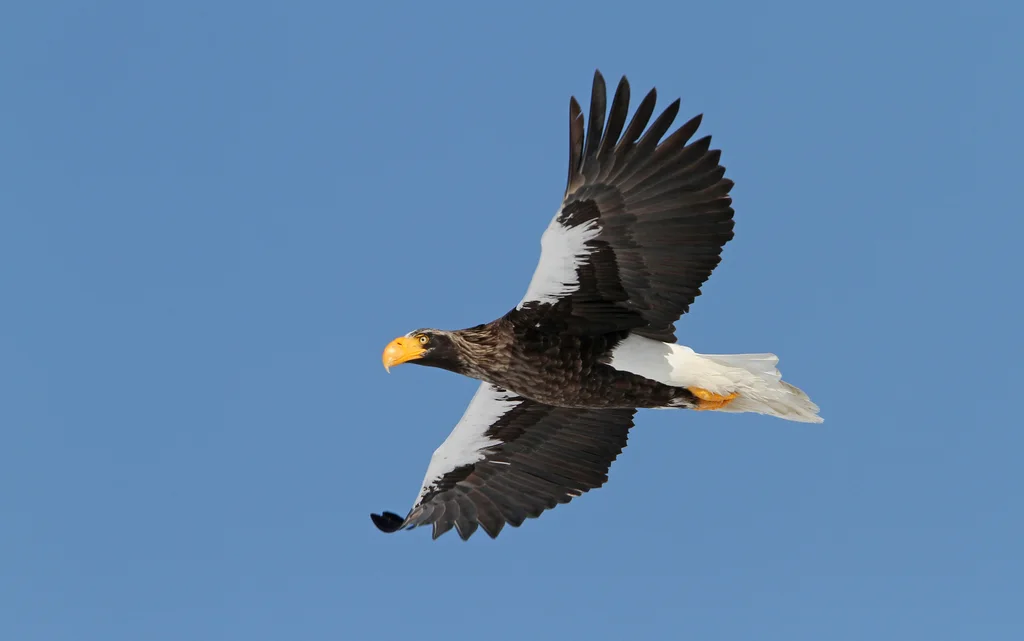 虎头海雕(Haliaeetus pelagicus)