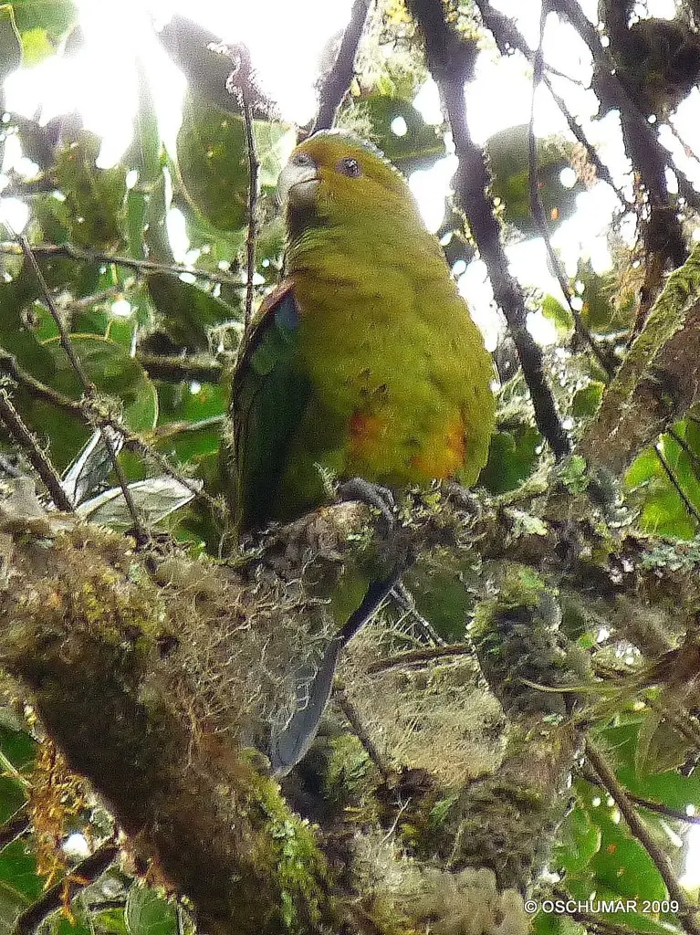 红肩鹦哥(Hapalopsittaca fuertesi)