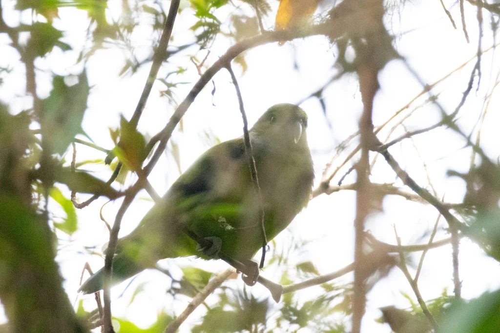黑耳鹦哥(Hapalopsittaca melanotis)
