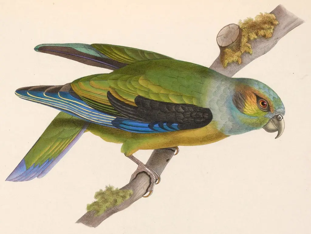 黑耳鹦哥(Hapalopsittaca melanotis)