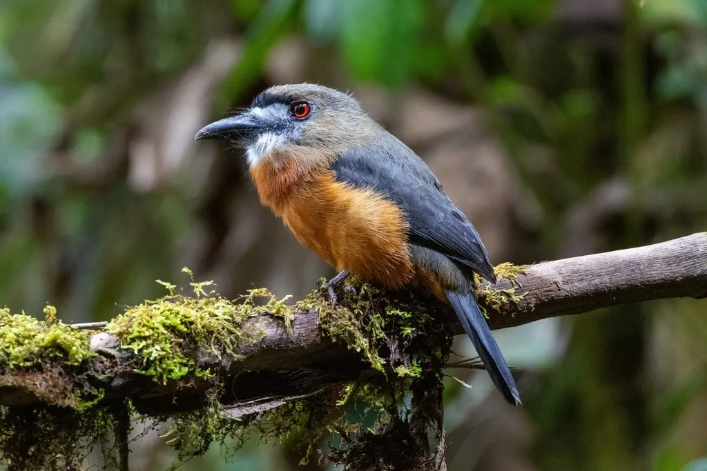 白脸䴕(Hapaloptila castanea)