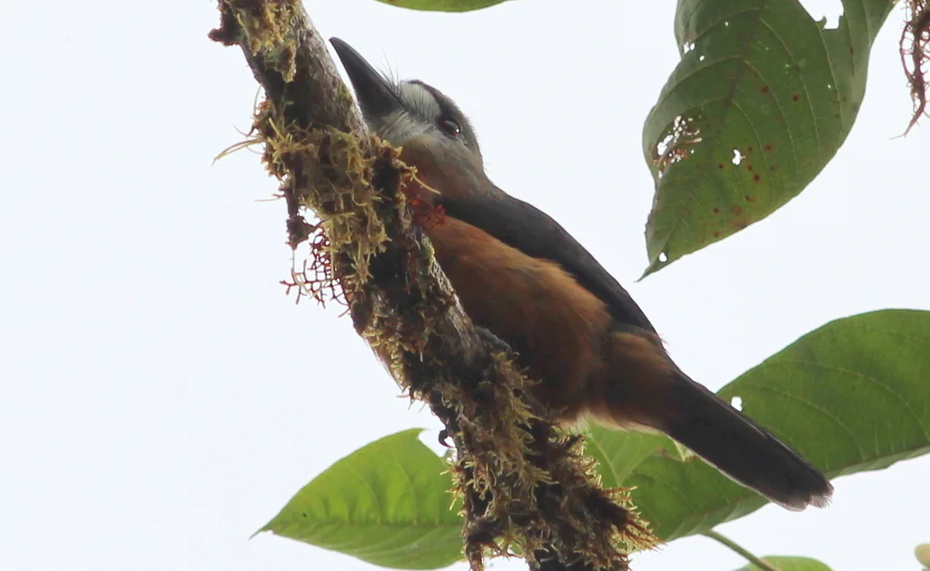 白脸䴕(Hapaloptila castanea)