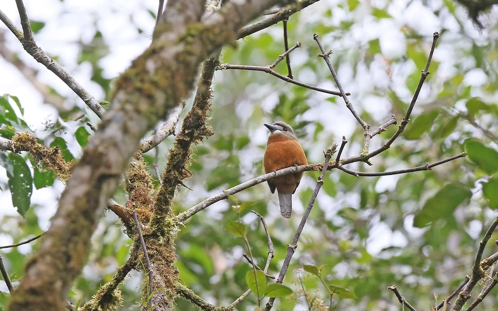 白脸䴕(Hapaloptila castanea)