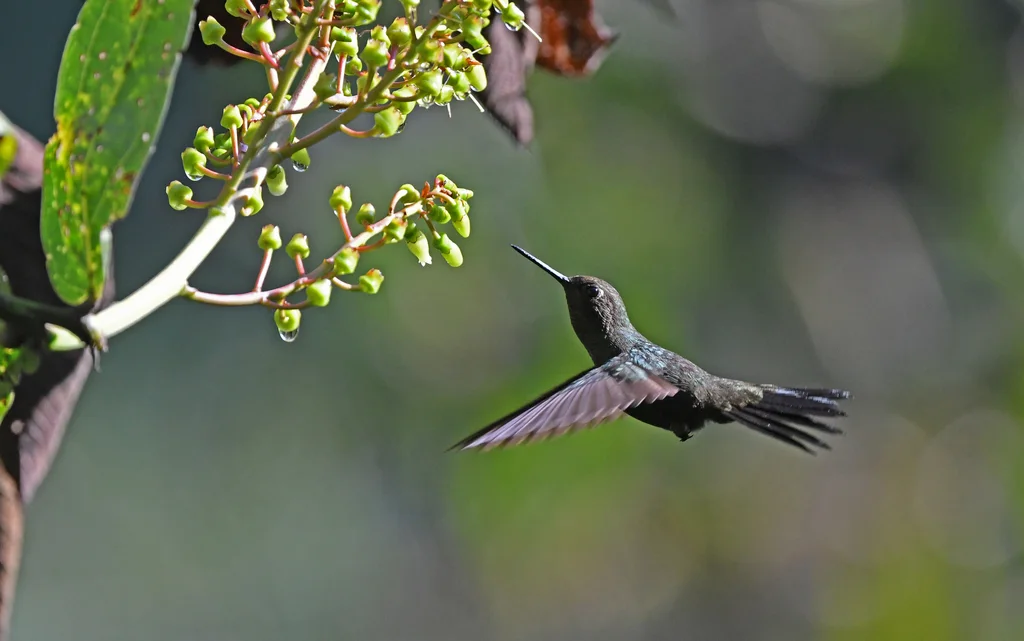黄腿蓬腿蜂鸟(Haplophaedia assimilis)