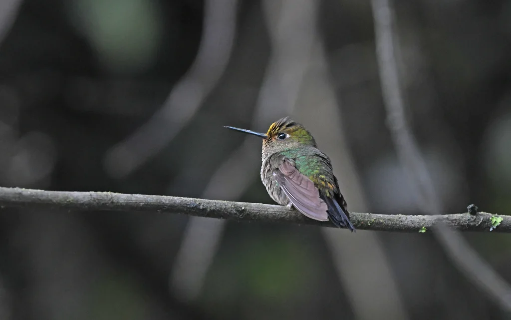 黄腿蓬腿蜂鸟(Haplophaedia assimilis)
