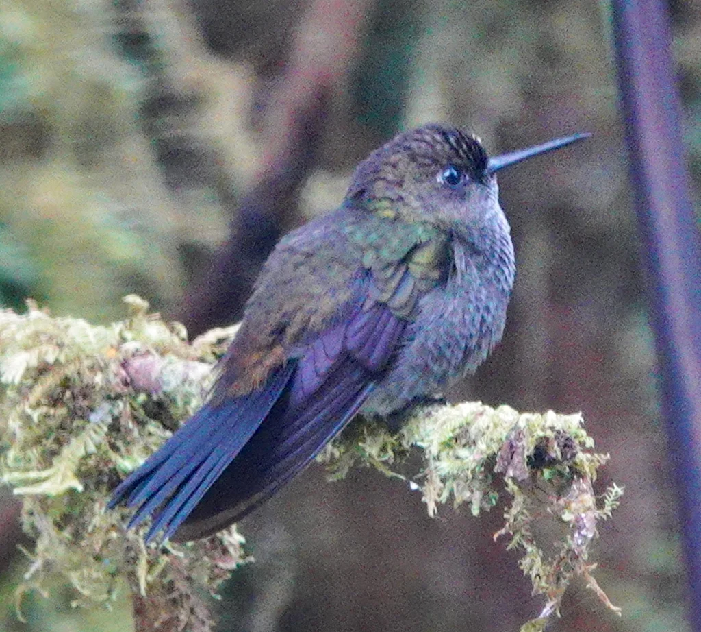 苍蓬腿蜂鸟（Haplophaedia lugens）