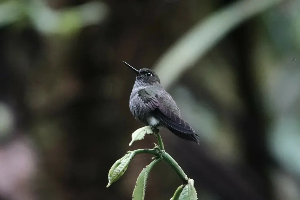 苍蓬腿蜂鸟（Haplophaedia lugens）