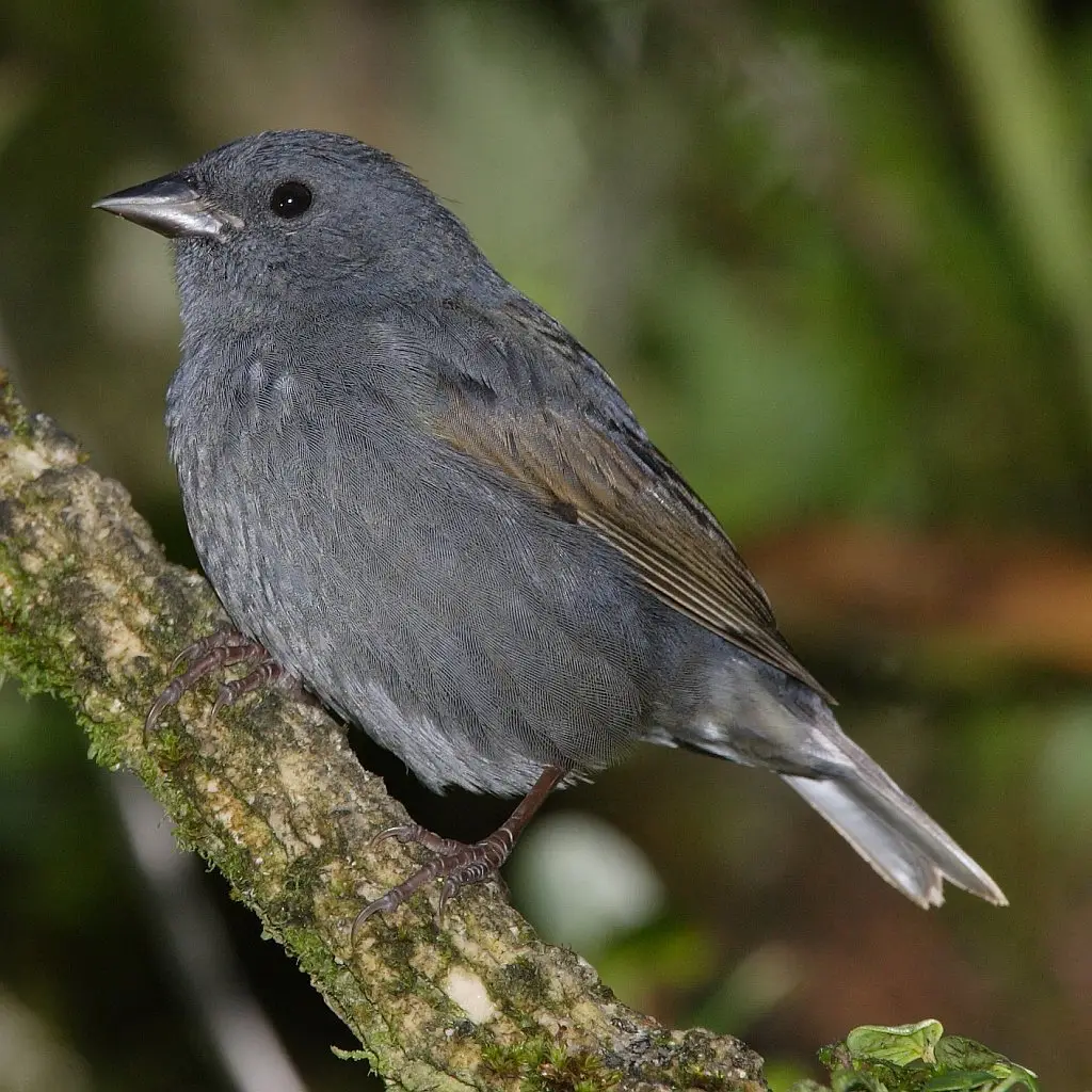 蓝灰雀鹀(Haplospiza rustica)