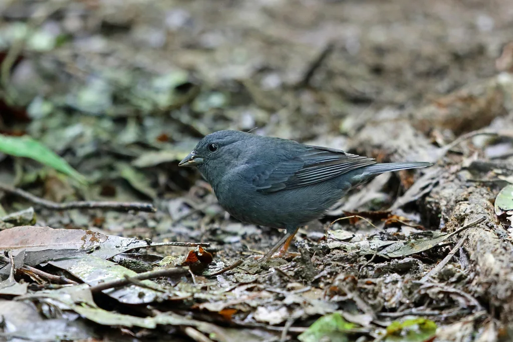 纯灰雀鹀（Haplospiza unicolor）
