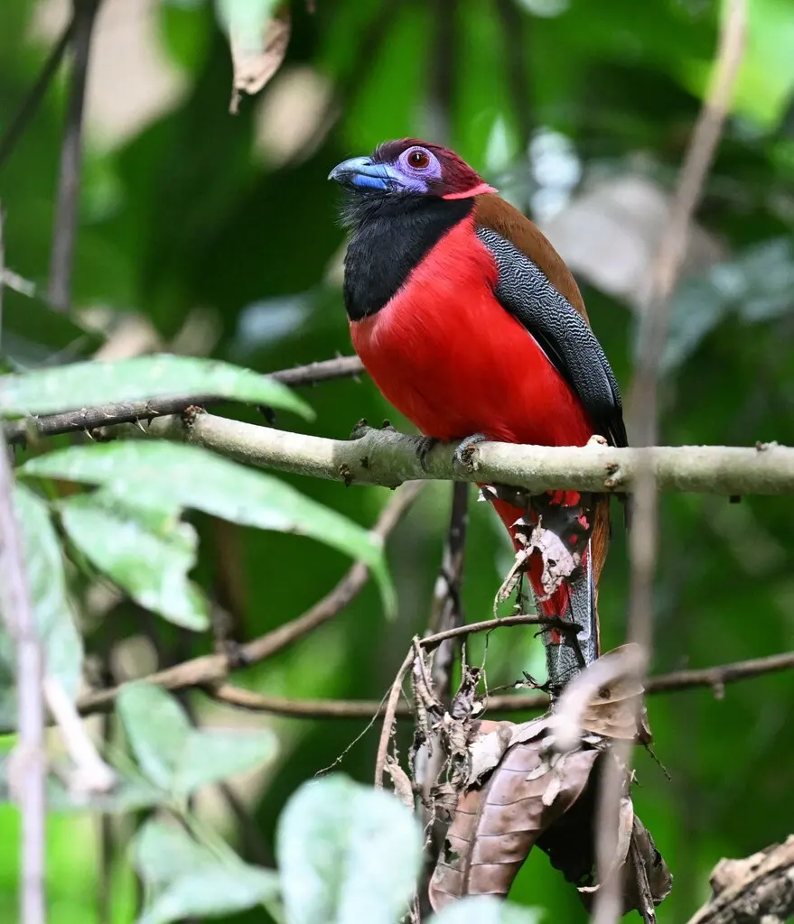 紫顶咬鹃（Harpactes diardii）