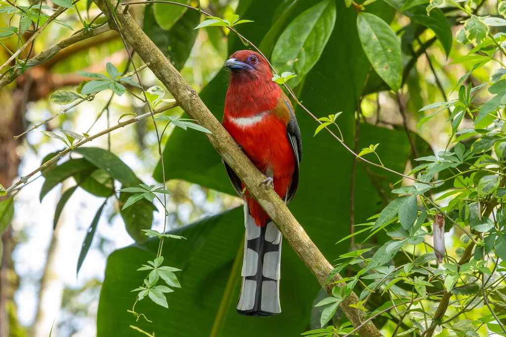 红头咬鹃(Harpactes erythrocephalus)