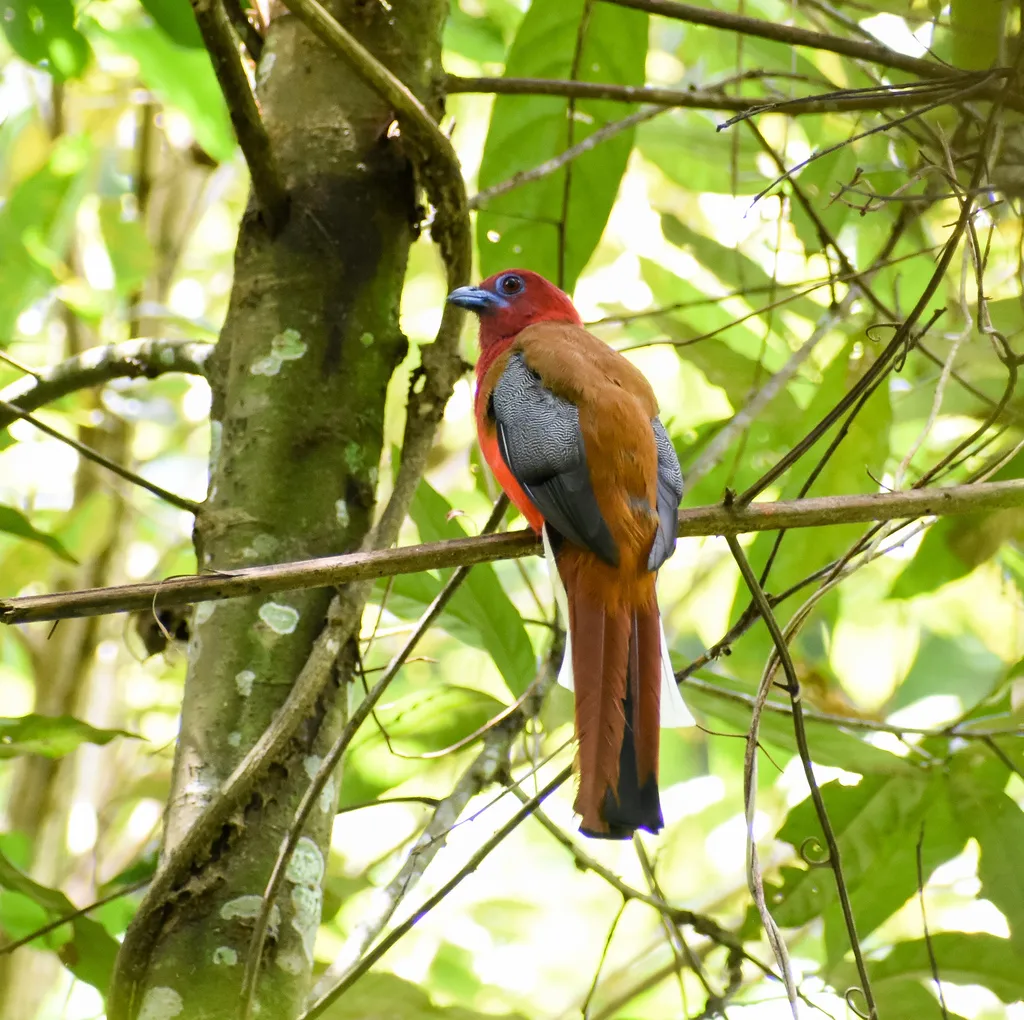 红头咬鹃(Harpactes erythrocephalus)