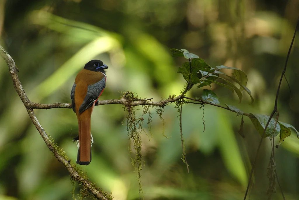 黑头咬鹃(Harpactes fasciatus)