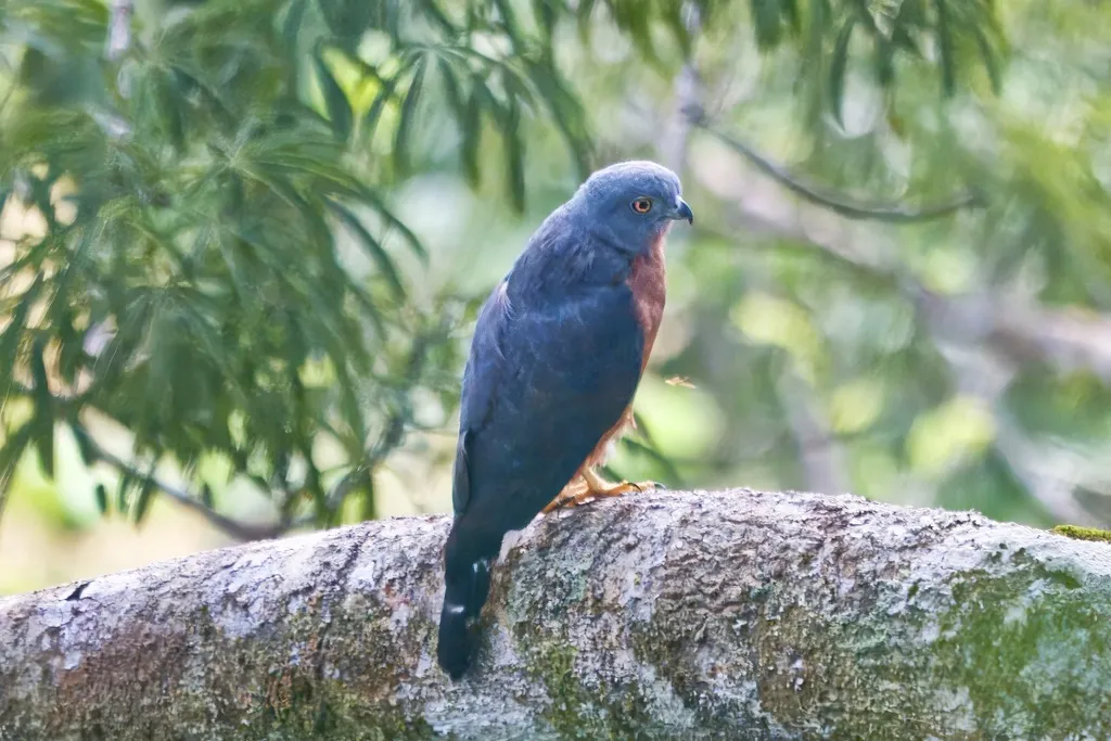 双齿鸢(Harpagus bidentatus)