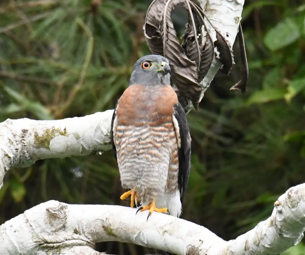 双齿鸢(Harpagus bidentatus)