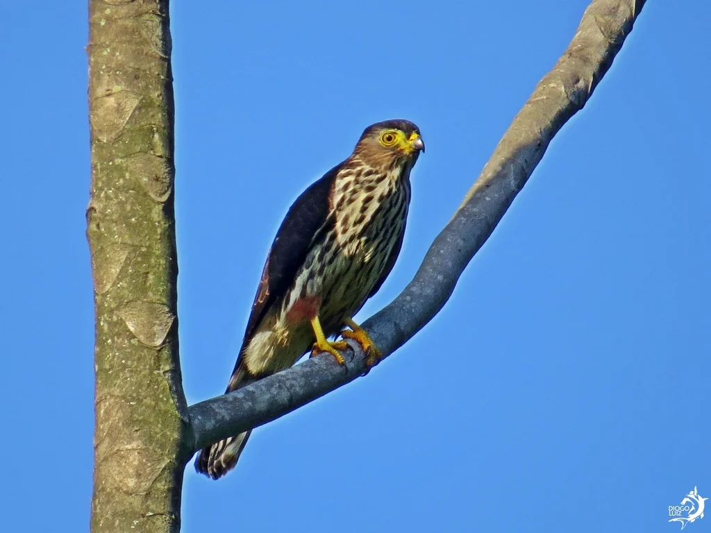 棕腿齿鸢(Harpagus diodon)