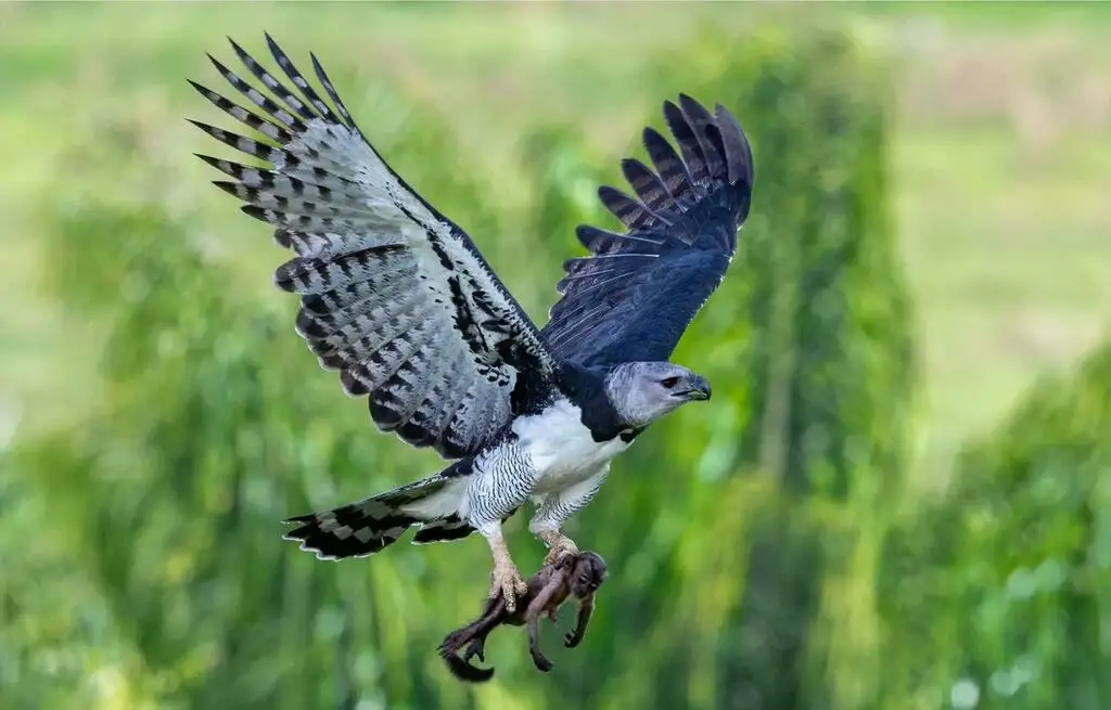 角雕(Harpia harpyja)
