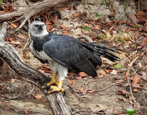 角雕