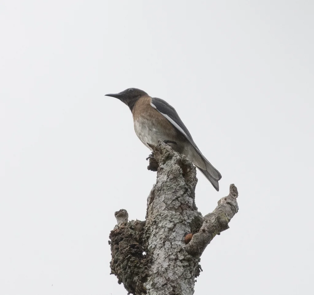 马岛八哥(Hartlaubius auratus)