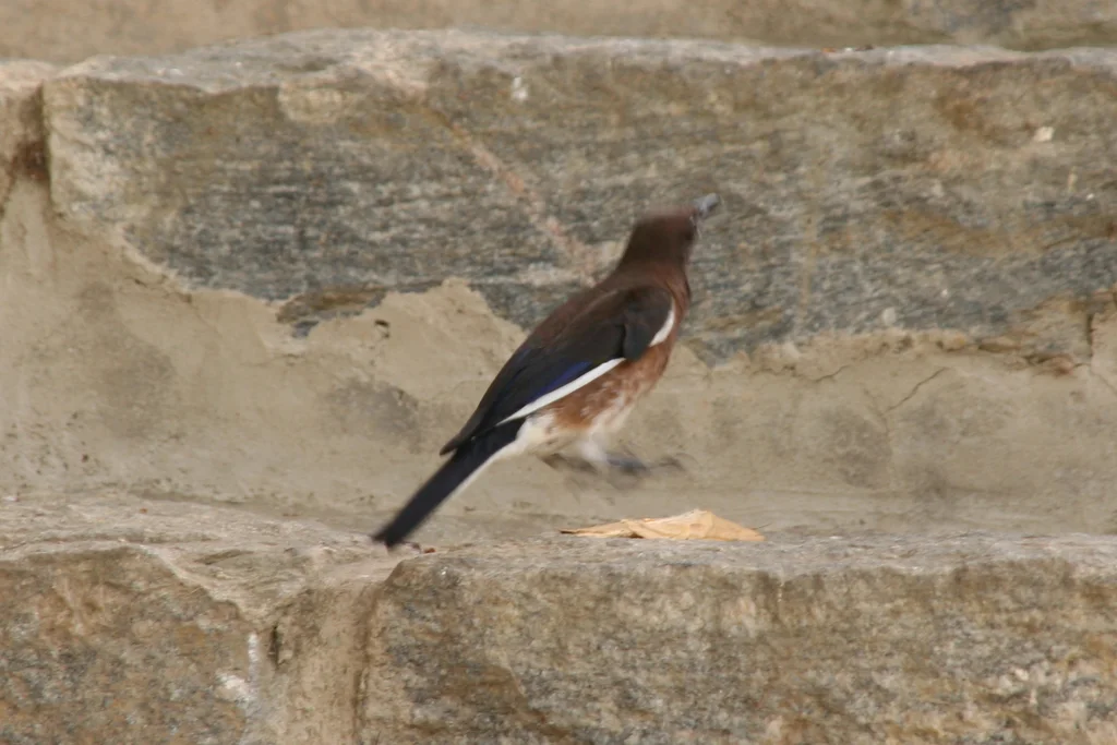 马岛八哥(Hartlaubius auratus)