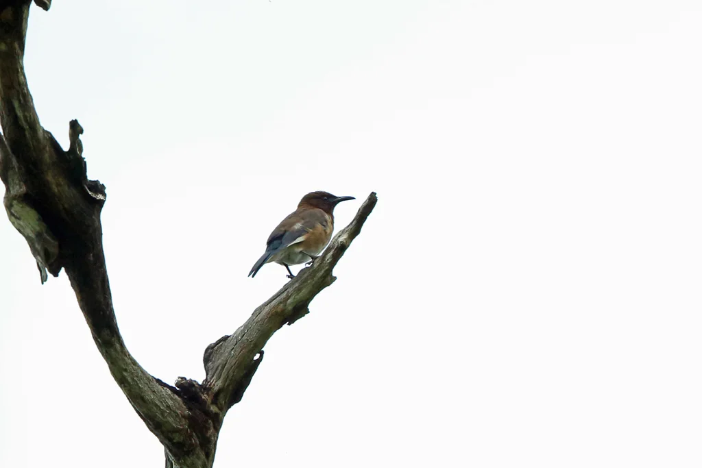 马岛八哥(Hartlaubius auratus)