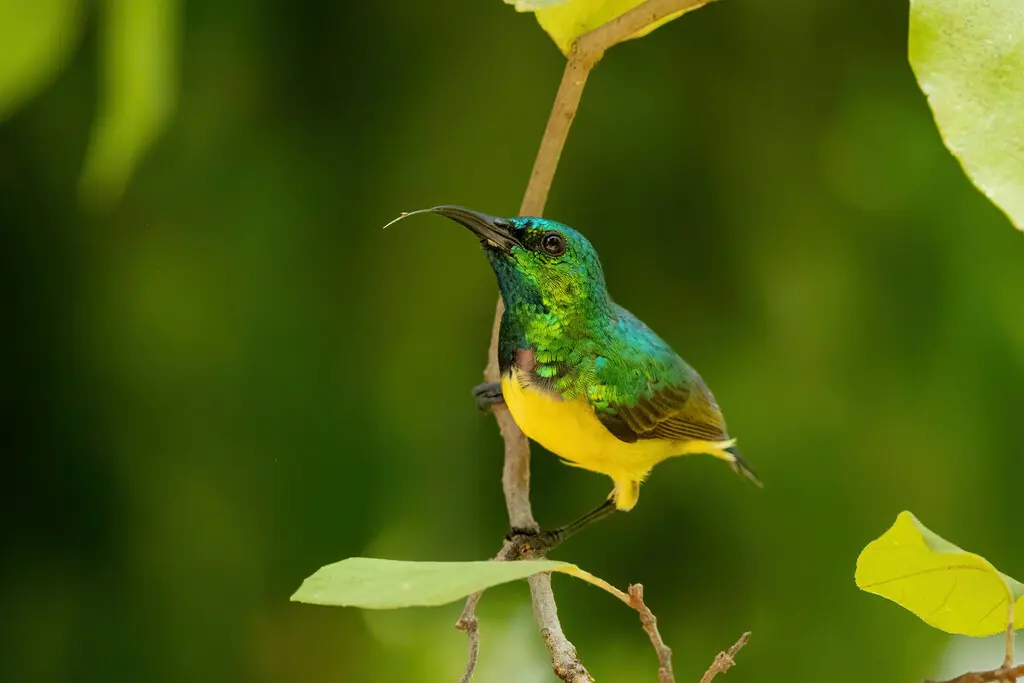 环颈直嘴太阳鸟(Hedydipna collaris)