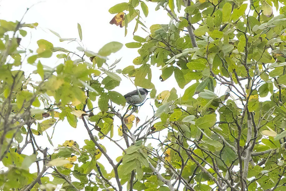 阿曼尼直嘴太阳鸟(Hedydipna pallidigaster)