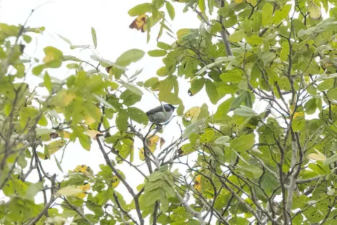 阿曼尼直嘴太阳鸟