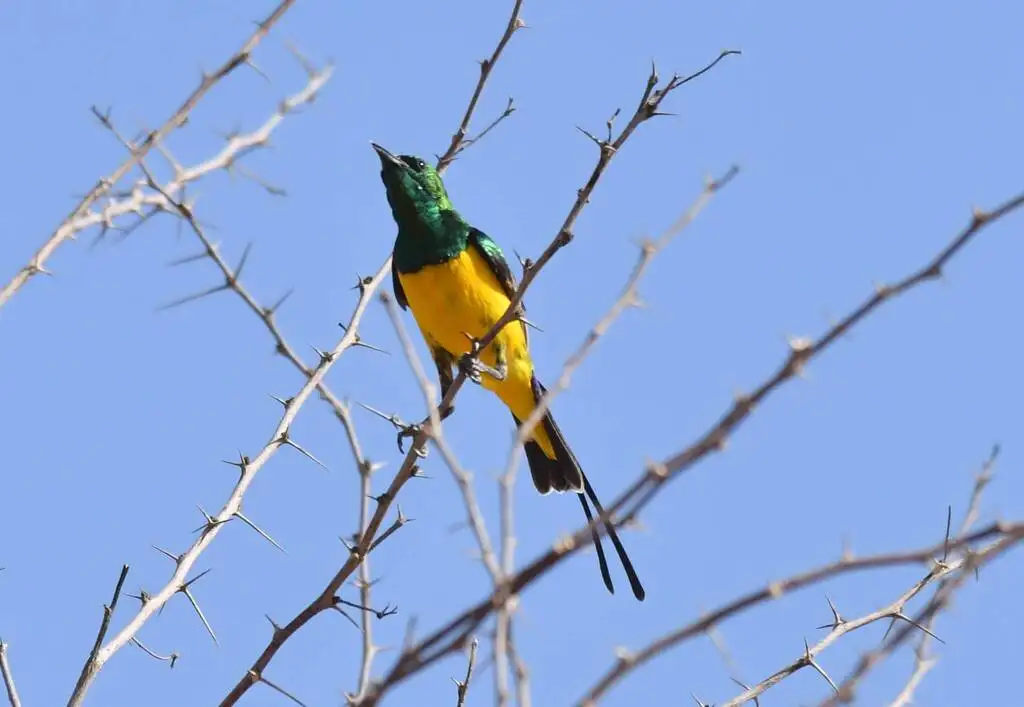 小直嘴太阳鸟(Hedydipna platura)