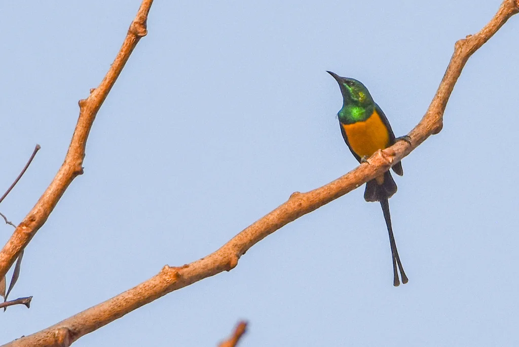 小直嘴太阳鸟(Hedydipna platura)