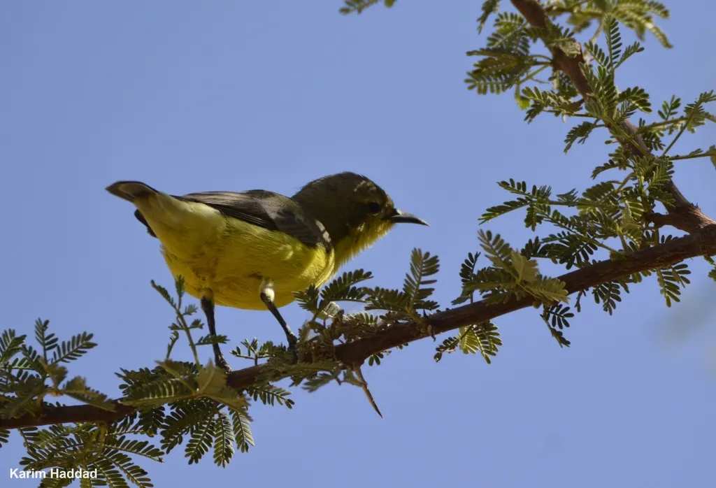 小直嘴太阳鸟(Hedydipna platura)