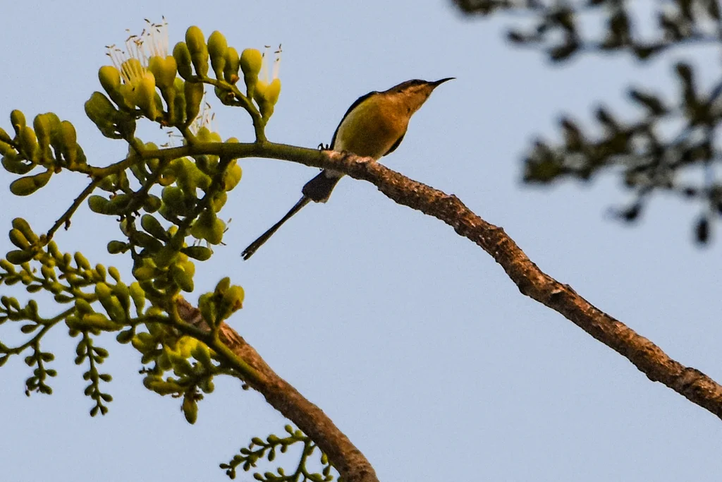 小直嘴太阳鸟(Hedydipna platura)