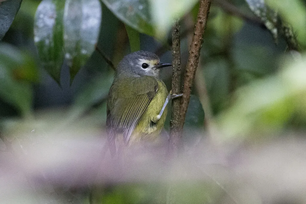 灰喉冠绣眼鸟(Heleia javanica)