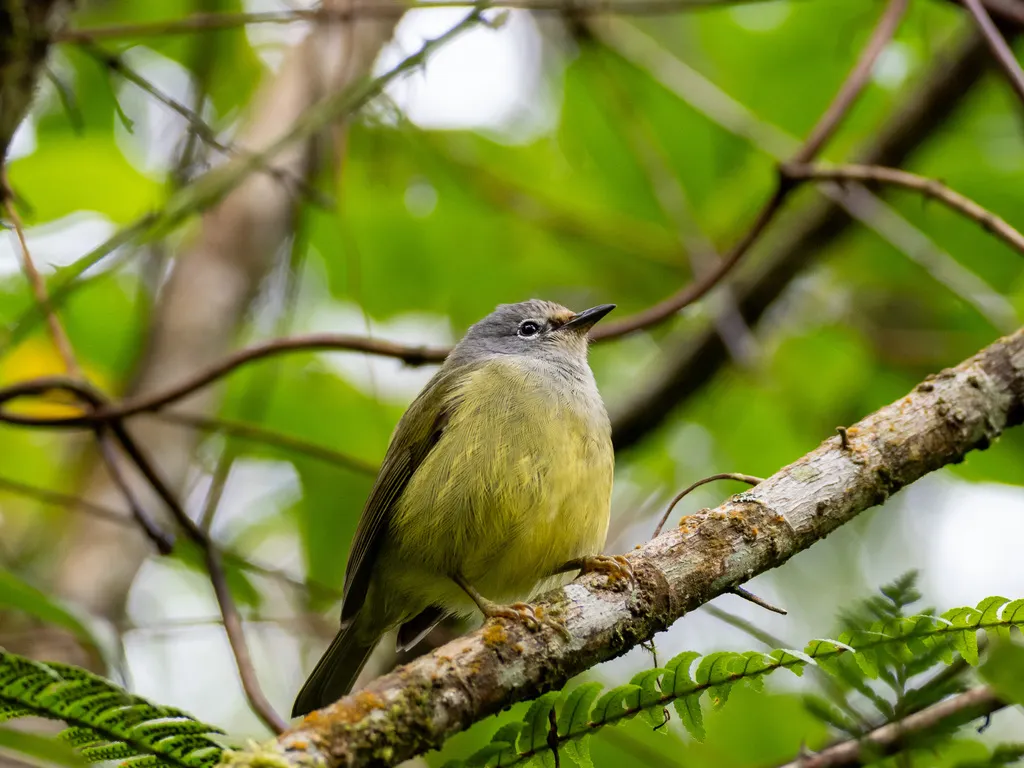 灰喉冠绣眼鸟(Heleia javanica)