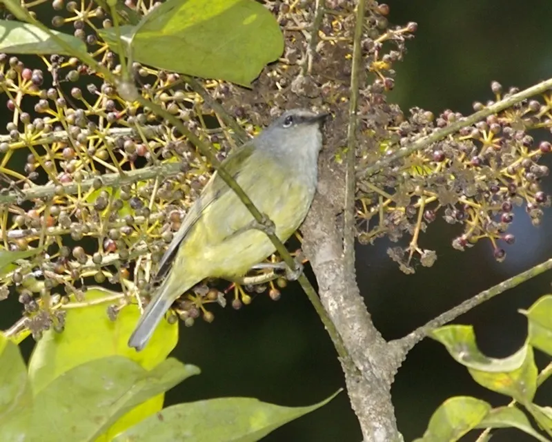 灰喉冠绣眼鸟(Heleia javanica)