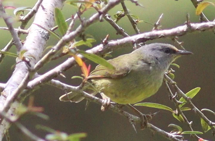灰喉冠绣眼鸟(Heleia javanica)