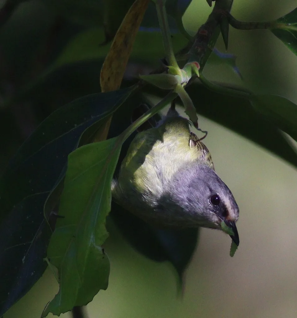 灰喉冠绣眼鸟(Heleia javanica)