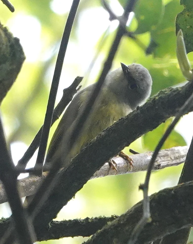 灰喉冠绣眼鸟(Heleia javanica)