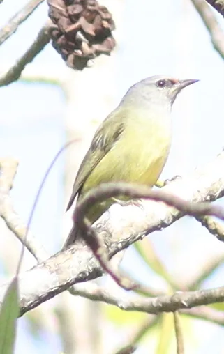 灰喉冠绣眼鸟(Heleia javanica)