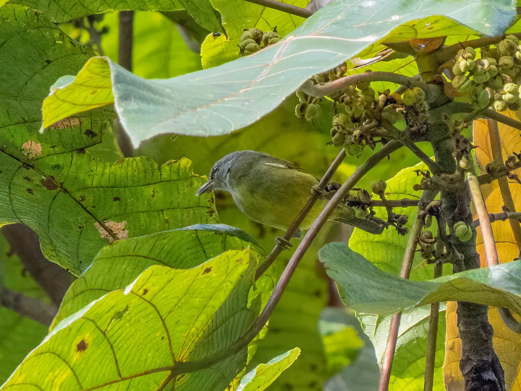灰喉冠绣眼鸟(Heleia javanica)