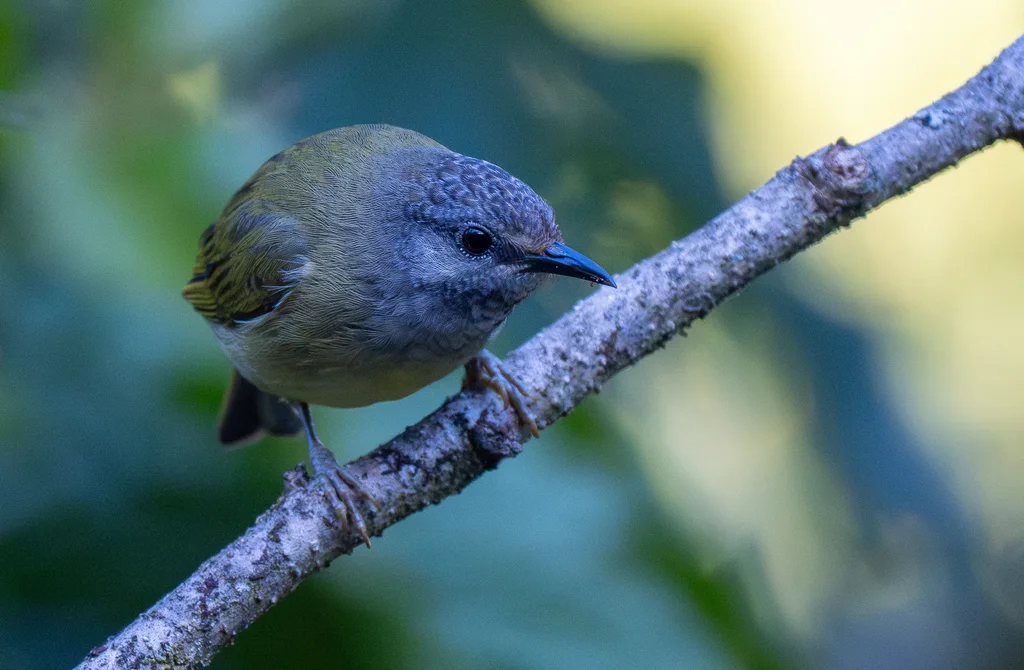 纹头冠绣眼鸟(Heleia squamiceps)