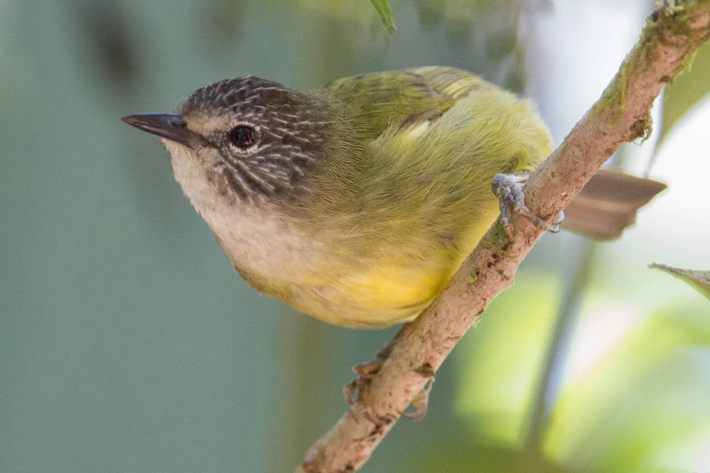 纹头冠绣眼鸟(Heleia squamiceps)