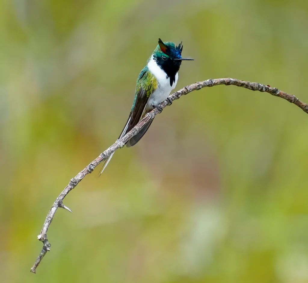 角蜂鸟(Heliactin bilophus)