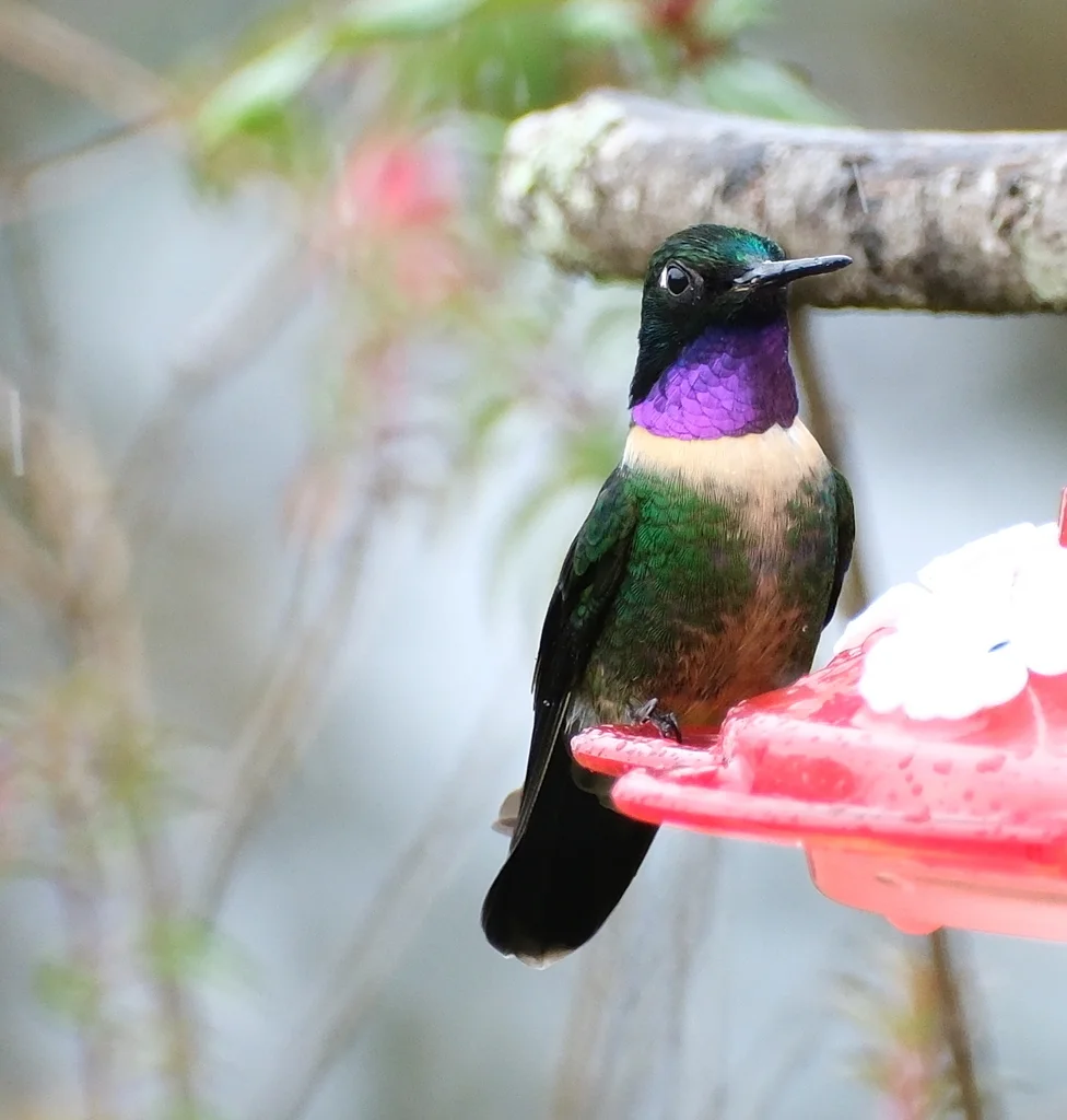 辉喉领蜂鸟(Heliangelus amethysticollis)