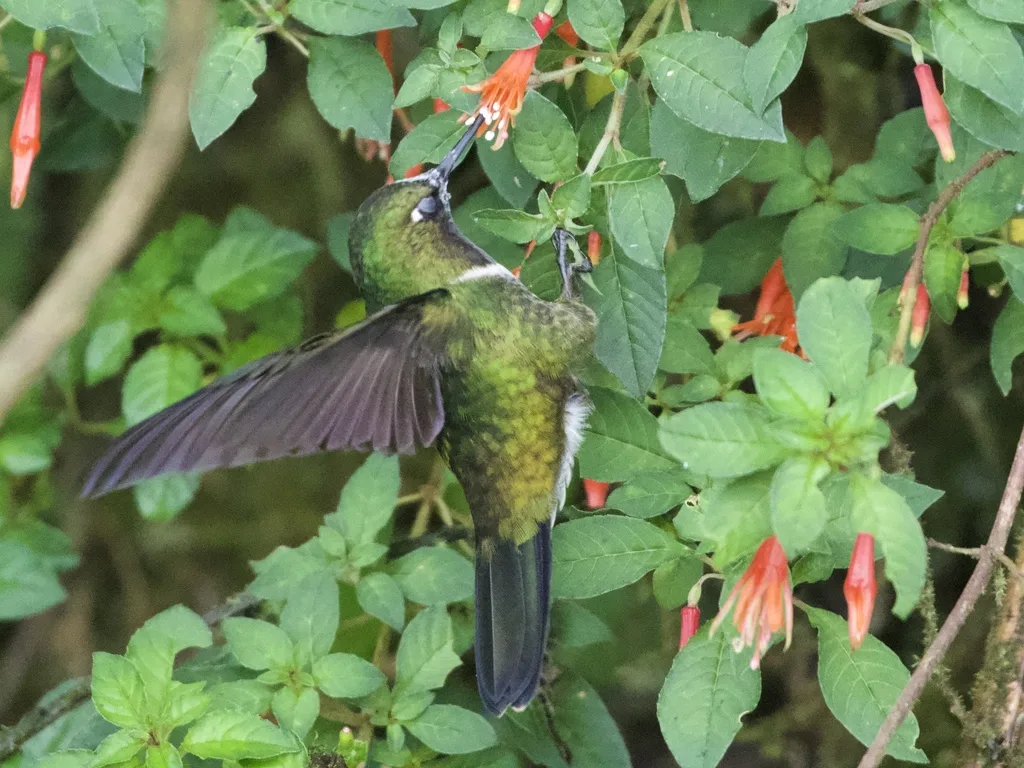 辉喉领蜂鸟(Heliangelus amethysticollis)