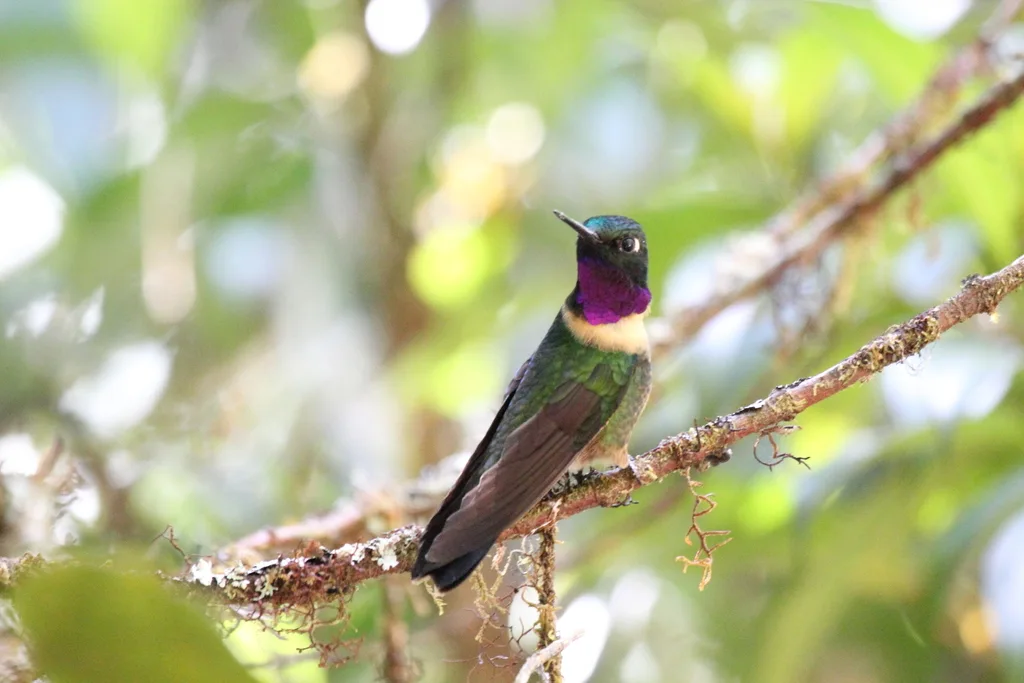 辉喉领蜂鸟(Heliangelus amethysticollis)