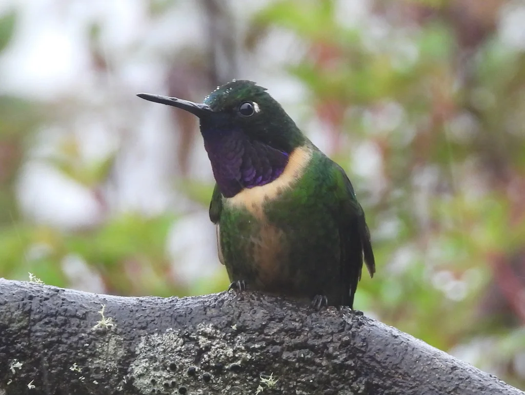 辉喉领蜂鸟(Heliangelus amethysticollis)