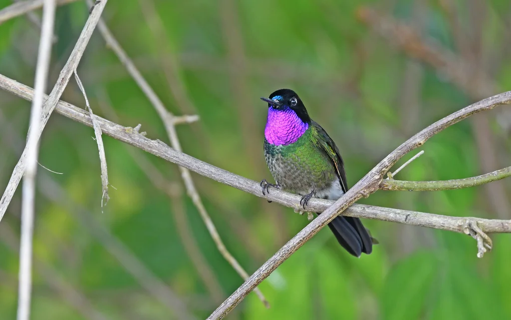 龙氏领蜂鸟(Heliangelus clarisse)