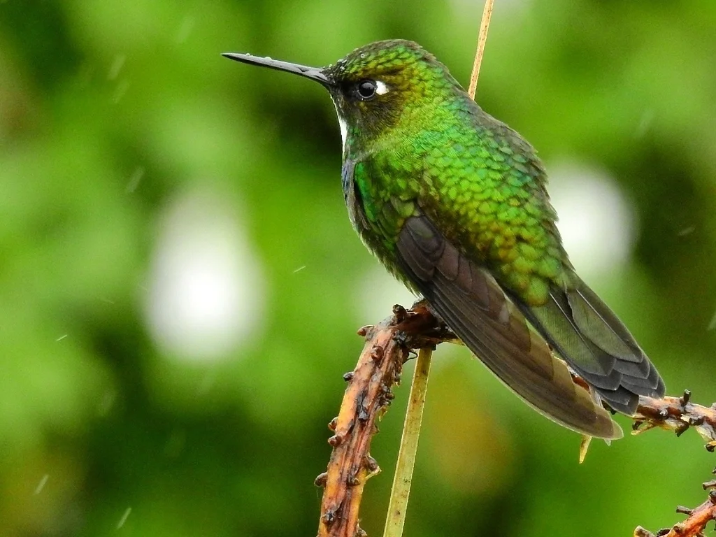 暗绿领蜂鸟(Heliangelus exortis)