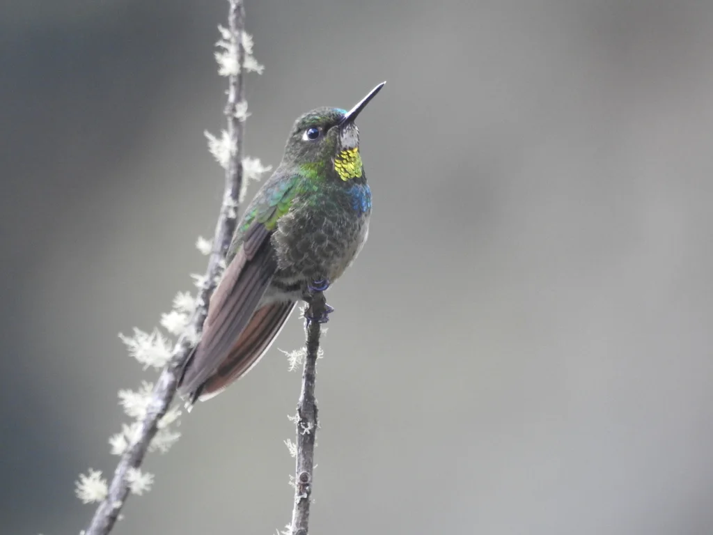小领蜂鸟(Heliangelus micraster)